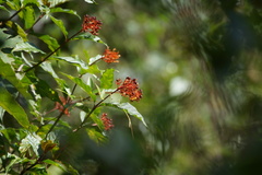 Palicourea croceoides