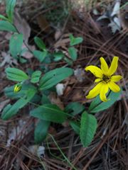 Perymenium buphthalmoides