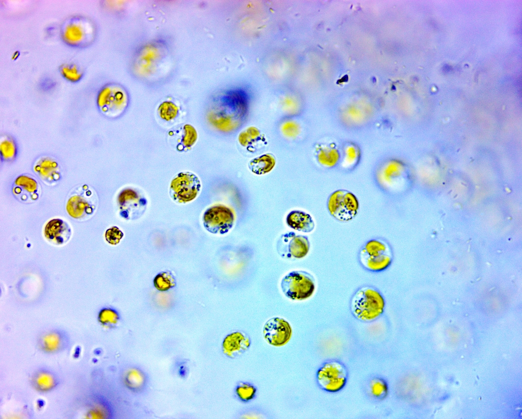 Heimiochrysis