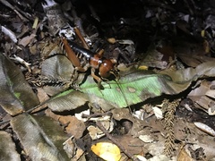 Hemiandrus fiordensis