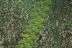 Marcgravia rectiflora