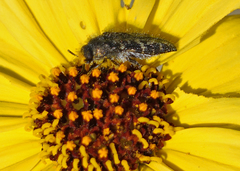 Acmaeodera acuta