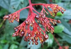 Palicourea croceoides
