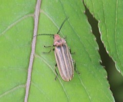 Macrosilis discolineata