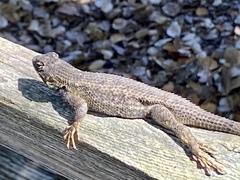 Sceloporus occidentalis