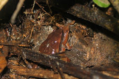 Hamptophryne boliviana