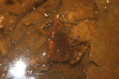 Hamptophryne boliviana