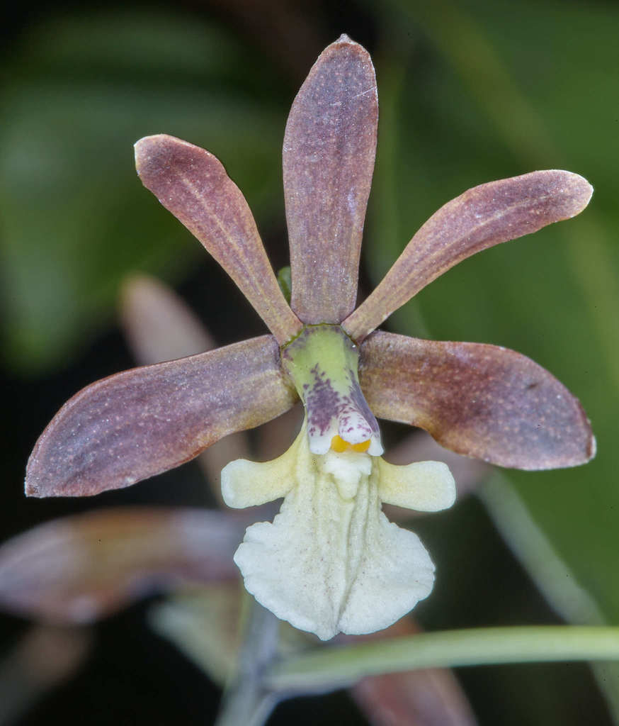 Prosthechea michuacana