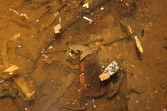 Hamptophryne boliviana