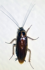 Ischnoptera bilunata