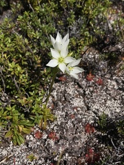 Gentianella bellidifolia