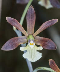 Image of Prosthechea michuacana
