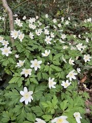 Anemonoides nemorosa