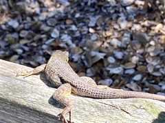 Sceloporus occidentalis
