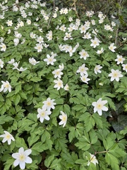 Anemonoides nemorosa