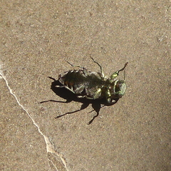 Chrysobothris dorsata