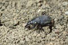 Sphenophorus striatopunctatus