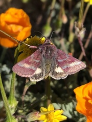 Schinia pulchripennis