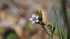Gilia clivorum