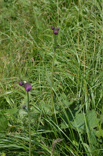 Cirsium waldsteinii, photograph 4