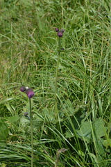 (c) Olena V. Vakarenko, some rights reserved (CC BY) Cirsium waldsteinii, photograph (c) Olena V. Vakarenko, some rights reserved (CC BY)