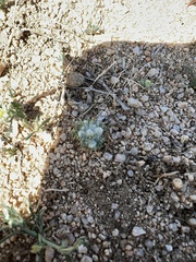 Eriophyllum pringlei