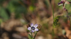 Gilia clivorum