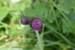 (c) Olena V. Vakarenko, some rights reserved (CC BY) Cirsium waldsteinii, photograph (c) Olena V. Vakarenko, some rights reserved (CC BY)