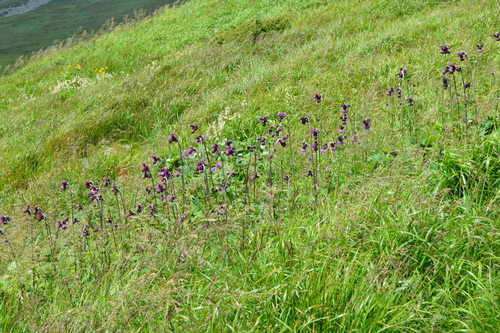 Cirsium waldsteinii, photograph 6