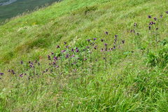 Cirsium waldsteinii, photograph (c) Olena V. Vakarenko, some rights reserved (CC BY)