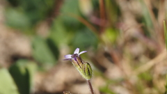 Gilia clivorum
