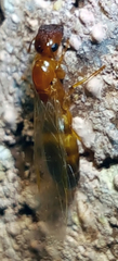 Colobopsis etiolata