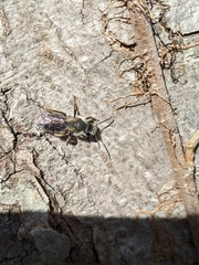 Andrena tridens
