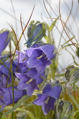 Campanula alpina