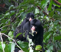 Chiropotes albinasus