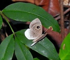 Mesosemia lacernata