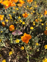 Schinia pulchripennis