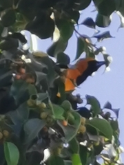 Icterus cucullatus