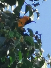 Icterus cucullatus