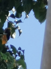 Icterus cucullatus