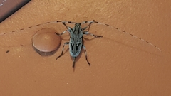 Acanthocinus nodosus