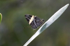 Colobura dirce wolcotti