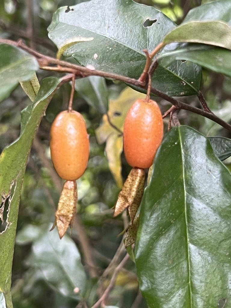 Elaeagnus loureiroi