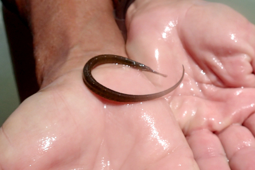Poey's pipefish (Cosmocampus elucens) — Syngnathidae — 2