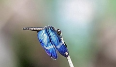 Zenithoptera lanei