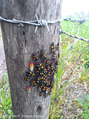 Oncopeltus orourkeae