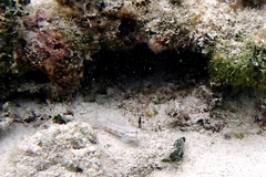 Gnatholepis thompsoni