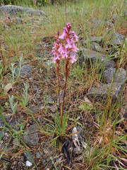 Stylidium montanum
