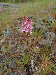 Stylidium montanum