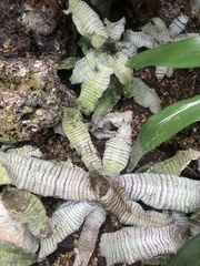 Cryptanthus